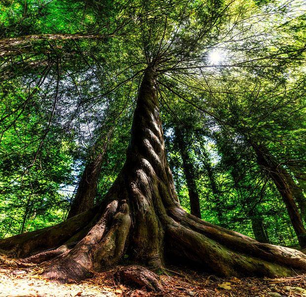 Forêt vierge par Einhorn Fotografie