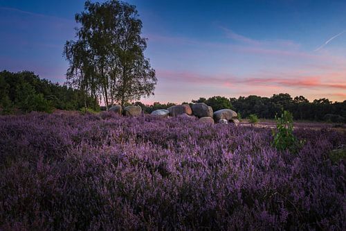 Hunnebedden tussen de paarse heide