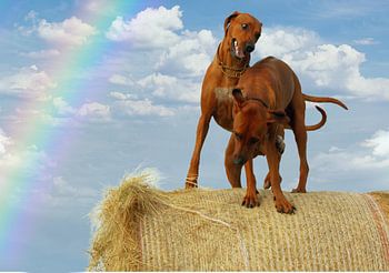 La crête de Rhodésie