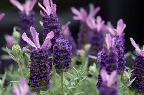 Fris kleurrijk bosje lavendel met een zwarte achtergrond van Jolanda de Jong-Jansen