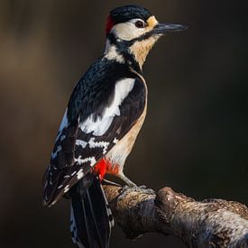 Great spotted woodpecker poses on branch by OCEANVOLTA