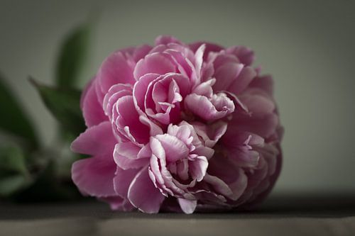 Liegende Pfingstrose