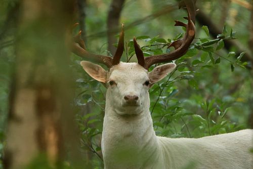 Der weiße Damhirsch von Wendy Hilberath