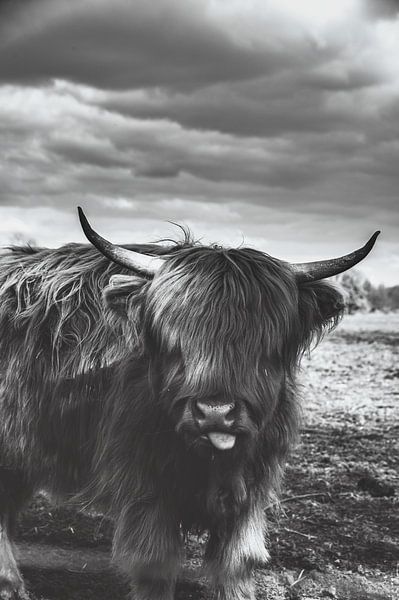 Highland-Cattle von Sven Frech