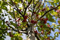 Herfst_appeltjes