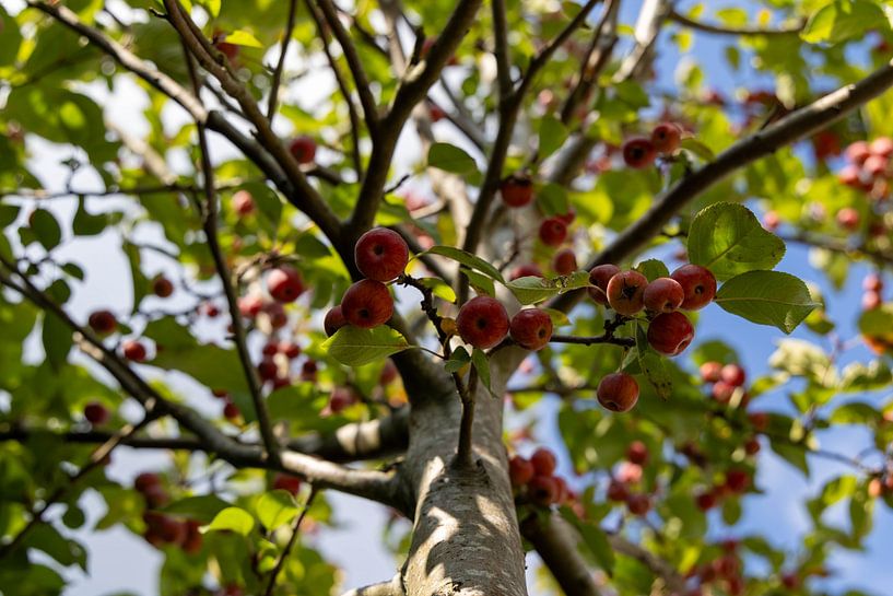 Autumn_apples by Lisette van Helden