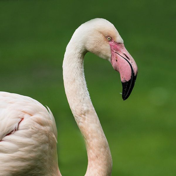 European Flamingo : Royal Citizens' Zoo by Loek Lobel