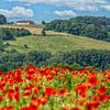 Coquelicots sur les collines du Limbourg méridional près de Fromberg sur John Kreukniet