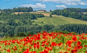 Mohnblumen auf den südlimburgischen Hügeln bei Fromberg