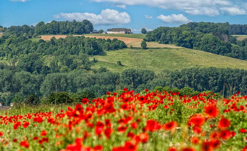 Mohnblumen auf den südlimburgischen Hügeln bei Fromberg von John Kreukniet