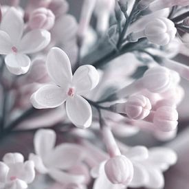 Flieder von Violetta Honkisz