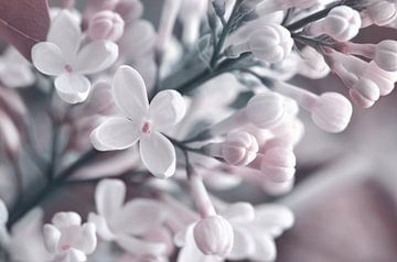 lilas sur Violetta Honkisz