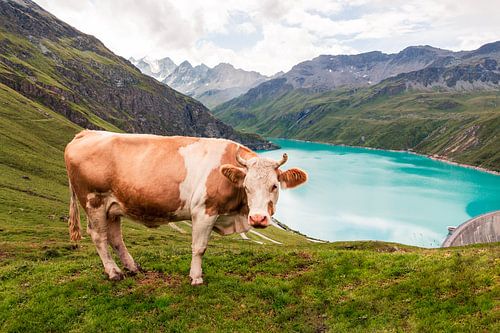 Koe aan het stuwmeer van Moiry
