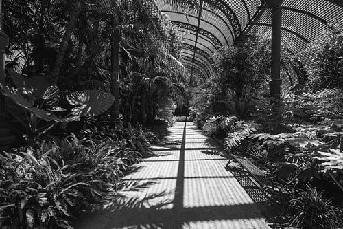 De magie van schaduw Barcelona