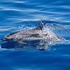 Atlantische gevlekte dolfijn (Azoren) van Marcel Antons