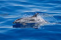 Atlantischer gefleckter Delphin (Azoren) von Marcel Antons Miniaturansicht