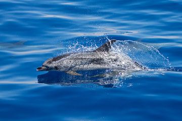 Atlantic spotted dolphin (Azores) by Marcel Antons