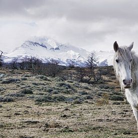 Paard - Torres del Paine - Chili van Annette S. Kehrein | www.ask-mediendesign.de
