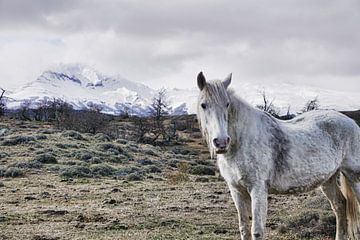Pferd • Torres del Paine • Chile von Annette S. Kehrein | www.ask-mediendesign.de