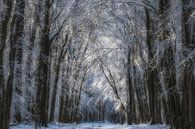 Snow in the woods (Speulderbos) by Moetwil en van Dijk - Fotografie thumbnail