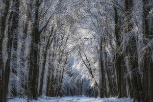 Schnee im Wald (Speulderbos) von Moetwil en van Dijk - Fotografie