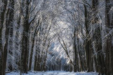Sneeuw in het bos (Speulderbos) van Moetwil en van Dijk - Fotografie