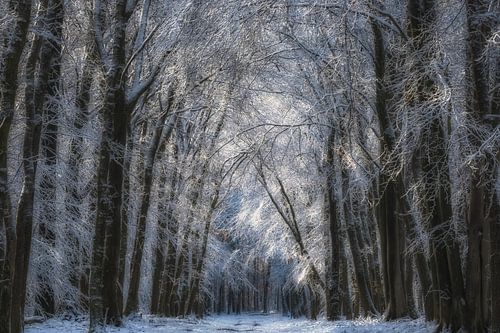Neige dans les bois (Speulderbos) sur Moetwil en van Dijk - Fotografie