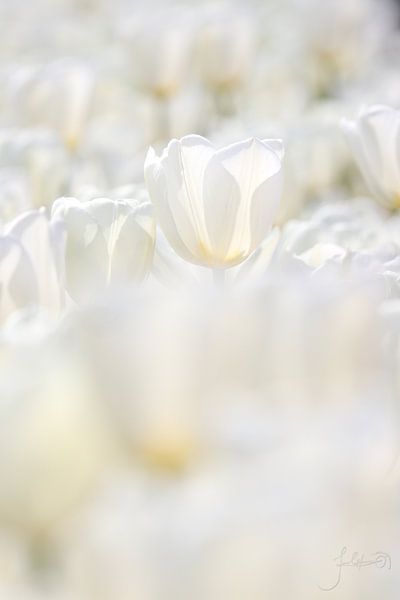 White tulips. by Josmar Colmenares