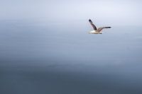Le gull saint michel
