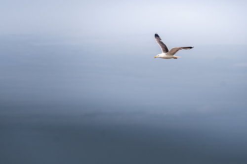 Die Möwe St. Michel