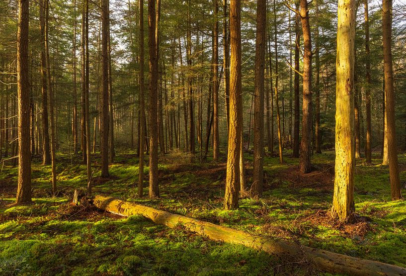 Noordlaarderbos -Noordlaren (Netherlands) by Marcel Kerdijk