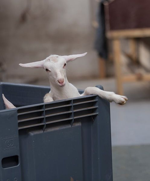 ein junges Lamm in einer transportfertigen Kiste von ChrisWillemsen