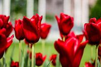 Rode Tulpen