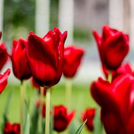 Rode Tulpen sur Whitney van Schyndel