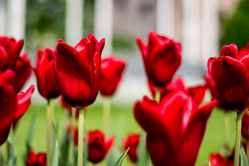 Rode Tulpen von Whitney van Schyndel