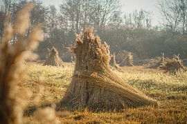 Goldfarbenes Licht auf Erntefeldern mit Getreidegarben in der Polderlandschaft von Fotografiecor .nl
