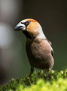 Waldvögel Teil 4