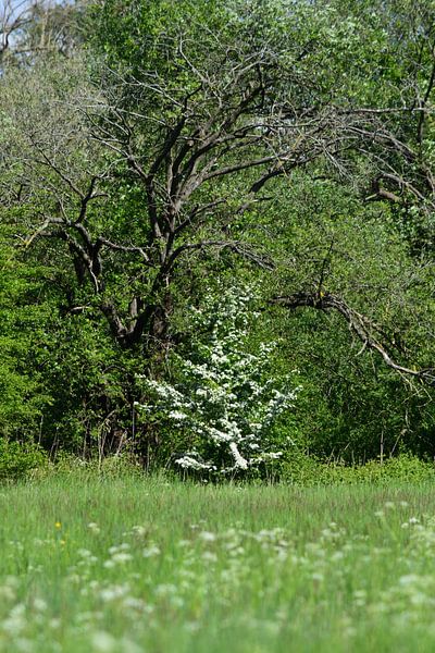Natürlich Frühling von Gerard de Zwaan