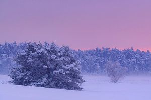 Verschneite Winterlandschaft in einem Treibsanddünengebiet