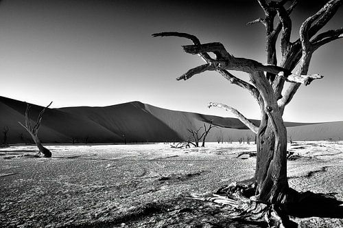 Deadvlei van Alice Sies