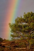 Rainbow on the Veluwe