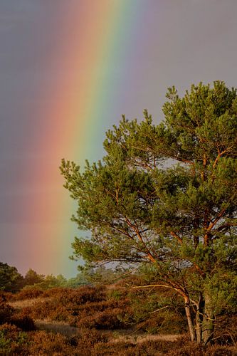 Rainbow on the Veluwe