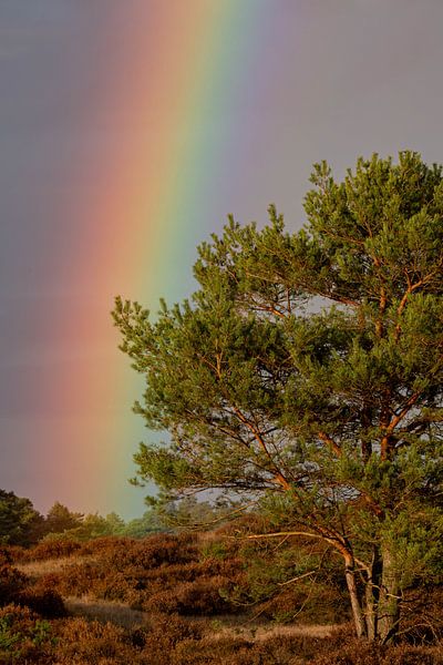 Regenboog op de Veluwe van Jari L.
