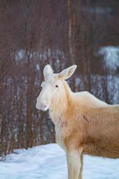 Un rare élan blanc dans le jardin de devant I