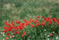 Mohnblumen auf dem Feld von Ellen Driesse Miniaturansicht