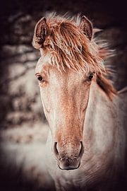 Wilde Mähne in der Herbstsonne von Maneschijn FOTO