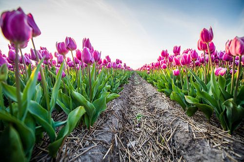 Tulips neatly lined up