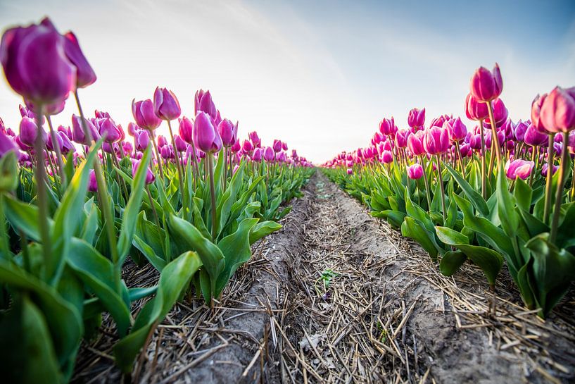 Tulpen netjes op een rij van Dennis Janssen