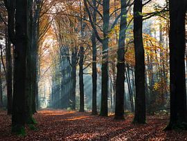 Sonnenstrahlen durch die Bäume von Maureen Materman