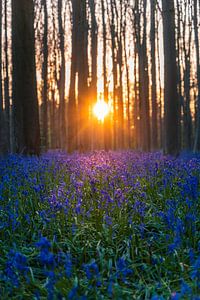 Belgie - Zonsondergang Hallerbos - staand (0002) van Reezyard